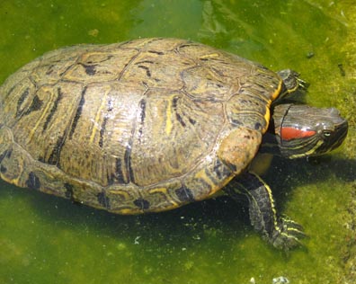 Red-ear Slider